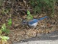 (16) Scrub Jay